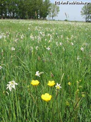 [P03] Vegetație abundentă înțesată de flori.  » foto by tata123 🔱
 - 
<span class="allrVoted glyphicon glyphicon-heart hidden" id="av620942"></span>
<a class="m-l-10 hidden" id="sv620942" onclick="voting_Foto_DelVot(,620942,27450)" role="button">șterge vot <span class="glyphicon glyphicon-remove"></span></a>
<a id="v9620942" class=" c-red"  onclick="voting_Foto_SetVot(620942)" role="button"><span class="glyphicon glyphicon-heart-empty"></span> <b>LIKE</b> = Votează poza</a> <img class="hidden"  id="f620942W9" src="/imagini/loader.gif" border="0" /><span class="AjErrMes hidden" id="e620942ErM"></span>