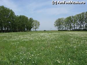 [P04] Poiana cu narcise, Negrași-Argeș.  » foto by tata123 🔱
 - 
<span class="allrVoted glyphicon glyphicon-heart hidden" id="av620943"></span>
<a class="m-l-10 hidden" id="sv620943" onclick="voting_Foto_DelVot(,620943,27450)" role="button">șterge vot <span class="glyphicon glyphicon-remove"></span></a>
<a id="v9620943" class=" c-red"  onclick="voting_Foto_SetVot(620943)" role="button"><span class="glyphicon glyphicon-heart-empty"></span> <b>LIKE</b> = Votează poza</a> <img class="hidden"  id="f620943W9" src="/imagini/loader.gif" border="0" /><span class="AjErrMes hidden" id="e620943ErM"></span>