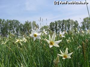 [P05] Floricele parfumate...  » foto by tata123 🔱
 - 
<span class="allrVoted glyphicon glyphicon-heart hidden" id="av620944"></span>
<a class="m-l-10 hidden" id="sv620944" onclick="voting_Foto_DelVot(,620944,27450)" role="button">șterge vot <span class="glyphicon glyphicon-remove"></span></a>
<a id="v9620944" class=" c-red"  onclick="voting_Foto_SetVot(620944)" role="button"><span class="glyphicon glyphicon-heart-empty"></span> <b>LIKE</b> = Votează poza</a> <img class="hidden"  id="f620944W9" src="/imagini/loader.gif" border="0" /><span class="AjErrMes hidden" id="e620944ErM"></span>