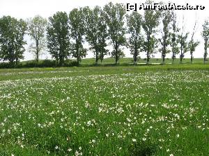 [P06] Flori, plopi și șoseaua ce mărginește poiana.  » foto by tata123 🔱
 - 
<span class="allrVoted glyphicon glyphicon-heart hidden" id="av620945"></span>
<a class="m-l-10 hidden" id="sv620945" onclick="voting_Foto_DelVot(,620945,27450)" role="button">șterge vot <span class="glyphicon glyphicon-remove"></span></a>
<a id="v9620945" class=" c-red"  onclick="voting_Foto_SetVot(620945)" role="button"><span class="glyphicon glyphicon-heart-empty"></span> <b>LIKE</b> = Votează poza</a> <img class="hidden"  id="f620945W9" src="/imagini/loader.gif" border="0" /><span class="AjErrMes hidden" id="e620945ErM"></span>