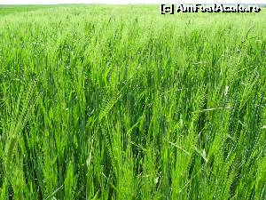 [P07] Pâinea noastră...  » foto by tata123 🔱
 - 
<span class="allrVoted glyphicon glyphicon-heart hidden" id="av620946"></span>
<a class="m-l-10 hidden" id="sv620946" onclick="voting_Foto_DelVot(,620946,27450)" role="button">șterge vot <span class="glyphicon glyphicon-remove"></span></a>
<a id="v9620946" class=" c-red"  onclick="voting_Foto_SetVot(620946)" role="button"><span class="glyphicon glyphicon-heart-empty"></span> <b>LIKE</b> = Votează poza</a> <img class="hidden"  id="f620946W9" src="/imagini/loader.gif" border="0" /><span class="AjErrMes hidden" id="e620946ErM"></span>