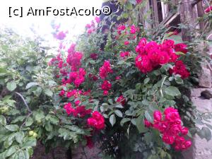 [P18] Trandafiri mulți și frumoși. » foto by Safta Radu
 - 
<span class="allrVoted glyphicon glyphicon-heart hidden" id="av1305372"></span>
<a class="m-l-10 hidden" id="sv1305372" onclick="voting_Foto_DelVot(,1305372,27531)" role="button">șterge vot <span class="glyphicon glyphicon-remove"></span></a>
<a id="v91305372" class=" c-red"  onclick="voting_Foto_SetVot(1305372)" role="button"><span class="glyphicon glyphicon-heart-empty"></span> <b>LIKE</b> = Votează poza</a> <img class="hidden"  id="f1305372W9" src="/imagini/loader.gif" border="0" /><span class="AjErrMes hidden" id="e1305372ErM"></span>