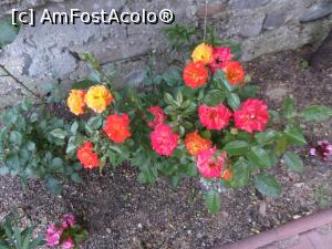[P20] Alți trandafiri frumoși. » foto by Safta Radu
 - 
<span class="allrVoted glyphicon glyphicon-heart hidden" id="av1305374"></span>
<a class="m-l-10 hidden" id="sv1305374" onclick="voting_Foto_DelVot(,1305374,27531)" role="button">șterge vot <span class="glyphicon glyphicon-remove"></span></a>
<a id="v91305374" class=" c-red"  onclick="voting_Foto_SetVot(1305374)" role="button"><span class="glyphicon glyphicon-heart-empty"></span> <b>LIKE</b> = Votează poza</a> <img class="hidden"  id="f1305374W9" src="/imagini/loader.gif" border="0" /><span class="AjErrMes hidden" id="e1305374ErM"></span>