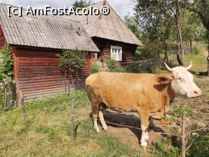 [P16] Doar animalele mai tulbură liniștea satului » foto by donna77
 - 
<span class="allrVoted glyphicon glyphicon-heart hidden" id="av1313190"></span>
<a class="m-l-10 hidden" id="sv1313190" onclick="voting_Foto_DelVot(,1313190,27610)" role="button">șterge vot <span class="glyphicon glyphicon-remove"></span></a>
<a id="v91313190" class=" c-red"  onclick="voting_Foto_SetVot(1313190)" role="button"><span class="glyphicon glyphicon-heart-empty"></span> <b>LIKE</b> = Votează poza</a> <img class="hidden"  id="f1313190W9" src="/imagini/loader.gif" border="0" /><span class="AjErrMes hidden" id="e1313190ErM"></span>