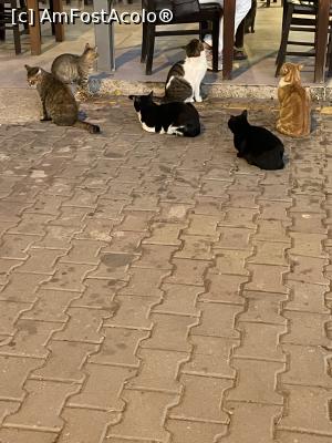 [P25] Le era și lor foame, ca si nouă » foto by krisstinna
 - 
<span class="allrVoted glyphicon glyphicon-heart hidden" id="av1333914"></span>
<a class="m-l-10 hidden" id="sv1333914" onclick="voting_Foto_DelVot(,1333914,27773)" role="button">șterge vot <span class="glyphicon glyphicon-remove"></span></a>
<a id="v91333914" class=" c-red"  onclick="voting_Foto_SetVot(1333914)" role="button"><span class="glyphicon glyphicon-heart-empty"></span> <b>LIKE</b> = Votează poza</a> <img class="hidden"  id="f1333914W9" src="/imagini/loader.gif" border="0" /><span class="AjErrMes hidden" id="e1333914ErM"></span>