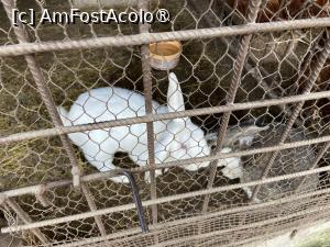 [P41] Pensiunea Melania Chiojdu - cu iepurii » foto by nicole33
 - 
<span class="allrVoted glyphicon glyphicon-heart hidden" id="av1511506"></span>
<a class="m-l-10 hidden" id="sv1511506" onclick="voting_Foto_DelVot(,1511506,27780)" role="button">șterge vot <span class="glyphicon glyphicon-remove"></span></a>
<a id="v91511506" class=" c-red"  onclick="voting_Foto_SetVot(1511506)" role="button"><span class="glyphicon glyphicon-heart-empty"></span> <b>LIKE</b> = Votează poza</a> <img class="hidden"  id="f1511506W9" src="/imagini/loader.gif" border="0" /><span class="AjErrMes hidden" id="e1511506ErM"></span>