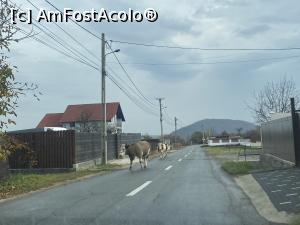 [P93] Sibiel - prin sat » foto by mishu
 - 
<span class="allrVoted glyphicon glyphicon-heart hidden" id="av1339257"></span>
<a class="m-l-10 hidden" id="sv1339257" onclick="voting_Foto_DelVot(,1339257,27800)" role="button">șterge vot <span class="glyphicon glyphicon-remove"></span></a>
<a id="v91339257" class=" c-red"  onclick="voting_Foto_SetVot(1339257)" role="button"><span class="glyphicon glyphicon-heart-empty"></span> <b>LIKE</b> = Votează poza</a> <img class="hidden"  id="f1339257W9" src="/imagini/loader.gif" border="0" /><span class="AjErrMes hidden" id="e1339257ErM"></span>