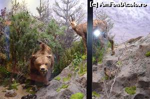 [P20] Animale de munte » foto by cristianam
 - 
<span class="allrVoted glyphicon glyphicon-heart hidden" id="av529405"></span>
<a class="m-l-10 hidden" id="sv529405" onclick="voting_Foto_DelVot(,529405,27913)" role="button">șterge vot <span class="glyphicon glyphicon-remove"></span></a>
<a id="v9529405" class=" c-red"  onclick="voting_Foto_SetVot(529405)" role="button"><span class="glyphicon glyphicon-heart-empty"></span> <b>LIKE</b> = Votează poza</a> <img class="hidden"  id="f529405W9" src="/imagini/loader.gif" border="0" /><span class="AjErrMes hidden" id="e529405ErM"></span>