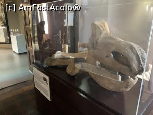 [P26] Sectorul paleontologic » foto by AZE
 - 
<span class="allrVoted glyphicon glyphicon-heart hidden" id="av1351159"></span>
<a class="m-l-10 hidden" id="sv1351159" onclick="voting_Foto_DelVot(,1351159,27913)" role="button">șterge vot <span class="glyphicon glyphicon-remove"></span></a>
<a id="v91351159" class=" c-red"  onclick="voting_Foto_SetVot(1351159)" role="button"><span class="glyphicon glyphicon-heart-empty"></span> <b>LIKE</b> = Votează poza</a> <img class="hidden"  id="f1351159W9" src="/imagini/loader.gif" border="0" /><span class="AjErrMes hidden" id="e1351159ErM"></span>