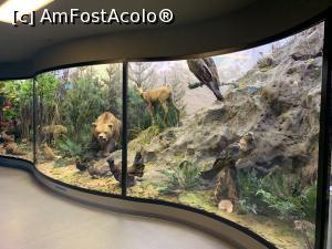 [P27] Ecosisteme fauna zonelor temperate » foto by AZE
 - 
<span class="allrVoted glyphicon glyphicon-heart hidden" id="av1351160"></span>
<a class="m-l-10 hidden" id="sv1351160" onclick="voting_Foto_DelVot(,1351160,27913)" role="button">șterge vot <span class="glyphicon glyphicon-remove"></span></a>
<a id="v91351160" class=" c-red"  onclick="voting_Foto_SetVot(1351160)" role="button"><span class="glyphicon glyphicon-heart-empty"></span> <b>LIKE</b> = Votează poza</a> <img class="hidden"  id="f1351160W9" src="/imagini/loader.gif" border="0" /><span class="AjErrMes hidden" id="e1351160ErM"></span>