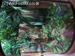 [P32] Diorame cu fauna tropiccală » foto by AZE
 - 
<span class="allrVoted glyphicon glyphicon-heart hidden" id="av1351165"></span>
<a class="m-l-10 hidden" id="sv1351165" onclick="voting_Foto_DelVot(,1351165,27913)" role="button">șterge vot <span class="glyphicon glyphicon-remove"></span></a>
<a id="v91351165" class=" c-red"  onclick="voting_Foto_SetVot(1351165)" role="button"><span class="glyphicon glyphicon-heart-empty"></span> <b>LIKE</b> = Votează poza</a> <img class="hidden"  id="f1351165W9" src="/imagini/loader.gif" border="0" /><span class="AjErrMes hidden" id="e1351165ErM"></span>