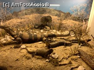 [P53] Muzeul de istorie naturală-reptile » foto by AZE
 - 
<span class="allrVoted glyphicon glyphicon-heart hidden" id="av1351186"></span>
<a class="m-l-10 hidden" id="sv1351186" onclick="voting_Foto_DelVot(,1351186,27913)" role="button">șterge vot <span class="glyphicon glyphicon-remove"></span></a>
<a id="v91351186" class=" c-red"  onclick="voting_Foto_SetVot(1351186)" role="button"><span class="glyphicon glyphicon-heart-empty"></span> <b>LIKE</b> = Votează poza</a> <img class="hidden"  id="f1351186W9" src="/imagini/loader.gif" border="0" /><span class="AjErrMes hidden" id="e1351186ErM"></span>