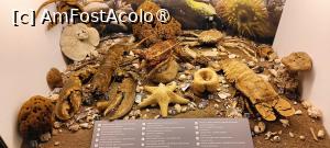 [P07] Zona de nevertebrate - mediul acvatic. » foto by tata123 🔱
 - 
<span class="allrVoted glyphicon glyphicon-heart hidden" id="av1517800"></span>
<a class="m-l-10 hidden" id="sv1517800" onclick="voting_Foto_DelVot(,1517800,27913)" role="button">șterge vot <span class="glyphicon glyphicon-remove"></span></a>
<a id="v91517800" class=" c-red"  onclick="voting_Foto_SetVot(1517800)" role="button"><span class="glyphicon glyphicon-heart-empty"></span> <b>LIKE</b> = Votează poza</a> <img class="hidden"  id="f1517800W9" src="/imagini/loader.gif" border="0" /><span class="AjErrMes hidden" id="e1517800ErM"></span>