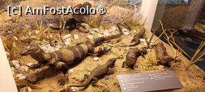 [P08] Dioramă - reptile. » foto by tata123 🔱
 - 
<span class="allrVoted glyphicon glyphicon-heart hidden" id="av1517801"></span>
<a class="m-l-10 hidden" id="sv1517801" onclick="voting_Foto_DelVot(,1517801,27913)" role="button">șterge vot <span class="glyphicon glyphicon-remove"></span></a>
<a id="v91517801" class=" c-red"  onclick="voting_Foto_SetVot(1517801)" role="button"><span class="glyphicon glyphicon-heart-empty"></span> <b>LIKE</b> = Votează poza</a> <img class="hidden"  id="f1517801W9" src="/imagini/loader.gif" border="0" /><span class="AjErrMes hidden" id="e1517801ErM"></span>