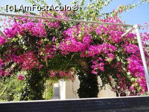 [P04] Bouganvileea de Skala.  » foto by maryka
 - 
<span class="allrVoted glyphicon glyphicon-heart hidden" id="av912530"></span>
<a class="m-l-10 hidden" id="sv912530" onclick="voting_Foto_DelVot(,912530,27937)" role="button">șterge vot <span class="glyphicon glyphicon-remove"></span></a>
<a id="v9912530" class=" c-red"  onclick="voting_Foto_SetVot(912530)" role="button"><span class="glyphicon glyphicon-heart-empty"></span> <b>LIKE</b> = Votează poza</a> <img class="hidden"  id="f912530W9" src="/imagini/loader.gif" border="0" /><span class="AjErrMes hidden" id="e912530ErM"></span>