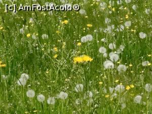 [P02] Pe drum; poieniță cu păpădii » foto by crismis
 - 
<span class="allrVoted glyphicon glyphicon-heart hidden" id="av1386773"></span>
<a class="m-l-10 hidden" id="sv1386773" onclick="voting_Foto_DelVot(,1386773,28226)" role="button">șterge vot <span class="glyphicon glyphicon-remove"></span></a>
<a id="v91386773" class=" c-red"  onclick="voting_Foto_SetVot(1386773)" role="button"><span class="glyphicon glyphicon-heart-empty"></span> <b>LIKE</b> = Votează poza</a> <img class="hidden"  id="f1386773W9" src="/imagini/loader.gif" border="0" /><span class="AjErrMes hidden" id="e1386773ErM"></span>