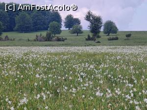 [P07] Poiană cu narcise l&acirc;ngă Calonda » foto by crismis
 - 
<span class="allrVoted glyphicon glyphicon-heart hidden" id="av1386778"></span>
<a class="m-l-10 hidden" id="sv1386778" onclick="voting_Foto_DelVot(,1386778,28226)" role="button">șterge vot <span class="glyphicon glyphicon-remove"></span></a>
<a id="v91386778" class=" c-red"  onclick="voting_Foto_SetVot(1386778)" role="button"><span class="glyphicon glyphicon-heart-empty"></span> <b>LIKE</b> = Votează poza</a> <img class="hidden"  id="f1386778W9" src="/imagini/loader.gif" border="0" /><span class="AjErrMes hidden" id="e1386778ErM"></span>