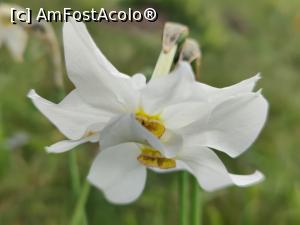 [P08] Poiană cu narcise l&acirc;ngă Calonda » foto by crismis
 - 
<span class="allrVoted glyphicon glyphicon-heart hidden" id="av1386779"></span>
<a class="m-l-10 hidden" id="sv1386779" onclick="voting_Foto_DelVot(,1386779,28226)" role="button">șterge vot <span class="glyphicon glyphicon-remove"></span></a>
<a id="v91386779" class=" c-red"  onclick="voting_Foto_SetVot(1386779)" role="button"><span class="glyphicon glyphicon-heart-empty"></span> <b>LIKE</b> = Votează poza</a> <img class="hidden"  id="f1386779W9" src="/imagini/loader.gif" border="0" /><span class="AjErrMes hidden" id="e1386779ErM"></span>