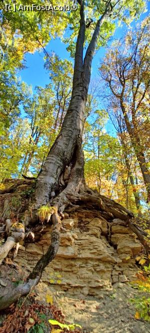 [P12] Natura cucerește piatra. » foto by tata123 🔱
 - 
<span class="allrVoted glyphicon glyphicon-heart hidden" id="av1410037"></span>
<a class="m-l-10 hidden" id="sv1410037" onclick="voting_Foto_DelVot(,1410037,28365)" role="button">șterge vot <span class="glyphicon glyphicon-remove"></span></a>
<a id="v91410037" class=" c-red"  onclick="voting_Foto_SetVot(1410037)" role="button"><span class="glyphicon glyphicon-heart-empty"></span> <b>LIKE</b> = Votează poza</a> <img class="hidden"  id="f1410037W9" src="/imagini/loader.gif" border="0" /><span class="AjErrMes hidden" id="e1410037ErM"></span>