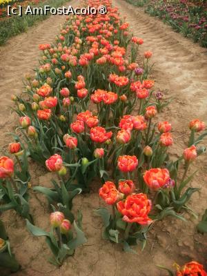 [P11]  -- <small>// FĂRĂ DESCRIERE</small> » foto by Cristian_h
 - 
<span class="allrVoted glyphicon glyphicon-heart hidden" id="av1518642"></span>
<a class="m-l-10 hidden" id="sv1518642" onclick="voting_Foto_DelVot(,1518642,28416)" role="button">șterge vot <span class="glyphicon glyphicon-remove"></span></a>
<a id="v91518642" class=" c-red"  onclick="voting_Foto_SetVot(1518642)" role="button"><span class="glyphicon glyphicon-heart-empty"></span> <b>LIKE</b> = Votează poza</a> <img class="hidden"  id="f1518642W9" src="/imagini/loader.gif" border="0" /><span class="AjErrMes hidden" id="e1518642ErM"></span>