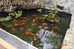 [P06] Un mic iaz cu pești pe platforma de la etajul șapte » foto by Pușcașu Marin
 - 
<span class="allrVoted glyphicon glyphicon-heart hidden" id="av1423478"></span>
<a class="m-l-10 hidden" id="sv1423478" onclick="voting_Foto_DelVot(,1423478,28521)" role="button">șterge vot <span class="glyphicon glyphicon-remove"></span></a>
<a id="v91423478" class=" c-red"  onclick="voting_Foto_SetVot(1423478)" role="button"><span class="glyphicon glyphicon-heart-empty"></span> <b>LIKE</b> = Votează poza</a> <img class="hidden"  id="f1423478W9" src="/imagini/loader.gif" border="0" /><span class="AjErrMes hidden" id="e1423478ErM"></span>