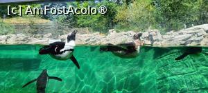 [P21] Pinguini africani. » foto by tata123 🔱
 - 
<span class="allrVoted glyphicon glyphicon-heart hidden" id="av1432349"></span>
<a class="m-l-10 hidden" id="sv1432349" onclick="voting_Foto_DelVot(,1432349,28591)" role="button">șterge vot <span class="glyphicon glyphicon-remove"></span></a>
<a id="v91432349" class=" c-red"  onclick="voting_Foto_SetVot(1432349)" role="button"><span class="glyphicon glyphicon-heart-empty"></span> <b>LIKE</b> = Votează poza</a> <img class="hidden"  id="f1432349W9" src="/imagini/loader.gif" border="0" /><span class="AjErrMes hidden" id="e1432349ErM"></span>