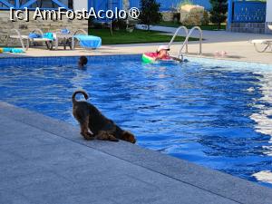 [P36] Pensiunea Briza Mării; cățelușa familiei bea apă din piscină » foto by crismis
 - 
<span class="allrVoted glyphicon glyphicon-heart hidden" id="av1500851"></span>
<a class="m-l-10 hidden" id="sv1500851" onclick="voting_Foto_DelVot(,1500851,28602)" role="button">șterge vot <span class="glyphicon glyphicon-remove"></span></a>
<a id="v91500851" class=" c-red"  onclick="voting_Foto_SetVot(1500851)" role="button"><span class="glyphicon glyphicon-heart-empty"></span> <b>LIKE</b> = Votează poza</a> <img class="hidden"  id="f1500851W9" src="/imagini/loader.gif" border="0" /><span class="AjErrMes hidden" id="e1500851ErM"></span>