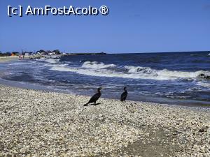 [P45] Cormorani pe plaja Gura Portiței » foto by crismis
 - 
<span class="allrVoted glyphicon glyphicon-heart hidden" id="av1500860"></span>
<a class="m-l-10 hidden" id="sv1500860" onclick="voting_Foto_DelVot(,1500860,28602)" role="button">șterge vot <span class="glyphicon glyphicon-remove"></span></a>
<a id="v91500860" class=" c-red"  onclick="voting_Foto_SetVot(1500860)" role="button"><span class="glyphicon glyphicon-heart-empty"></span> <b>LIKE</b> = Votează poza</a> <img class="hidden"  id="f1500860W9" src="/imagini/loader.gif" border="0" /><span class="AjErrMes hidden" id="e1500860ErM"></span>