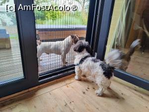 [P35] Cei 2 amici :) » foto by crismis
 - 
<span class="allrVoted glyphicon glyphicon-heart hidden" id="av1463640"></span>
<a class="m-l-10 hidden" id="sv1463640" onclick="voting_Foto_DelVot(,1463640,28836)" role="button">șterge vot <span class="glyphicon glyphicon-remove"></span></a>
<a id="v91463640" class=" c-red"  onclick="voting_Foto_SetVot(1463640)" role="button"><span class="glyphicon glyphicon-heart-empty"></span> <b>LIKE</b> = Votează poza</a> <img class="hidden"  id="f1463640W9" src="/imagini/loader.gif" border="0" /><span class="AjErrMes hidden" id="e1463640ErM"></span>