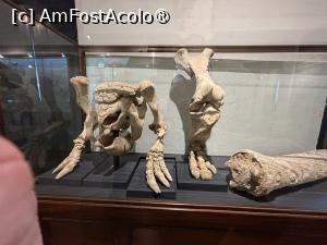 [P17] Artefacte paleontologice » foto by AZE
 - 
<span class="allrVoted glyphicon glyphicon-heart hidden" id="av1535779"></span>
<a class="m-l-10 hidden" id="sv1535779" onclick="voting_Foto_DelVot(,1535779,28903)" role="button">șterge vot <span class="glyphicon glyphicon-remove"></span></a>
<a id="v91535779" class=" c-red"  onclick="voting_Foto_SetVot(1535779)" role="button"><span class="glyphicon glyphicon-heart-empty"></span> <b>LIKE</b> = Votează poza</a> <img class="hidden"  id="f1535779W9" src="/imagini/loader.gif" border="0" /><span class="AjErrMes hidden" id="e1535779ErM"></span>
