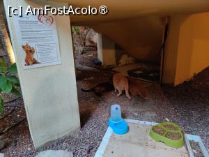 [P32] Hotel Cordial Mogan Playa; zona pisicilor » foto by crismis
 - 
<span class="allrVoted glyphicon glyphicon-heart hidden" id="av1488951"></span>
<a class="m-l-10 hidden" id="sv1488951" onclick="voting_Foto_DelVot(,1488951,29042)" role="button">șterge vot <span class="glyphicon glyphicon-remove"></span></a>
<a id="v91488951" class=" c-red"  onclick="voting_Foto_SetVot(1488951)" role="button"><span class="glyphicon glyphicon-heart-empty"></span> <b>LIKE</b> = Votează poza</a> <img class="hidden"  id="f1488951W9" src="/imagini/loader.gif" border="0" /><span class="AjErrMes hidden" id="e1488951ErM"></span>