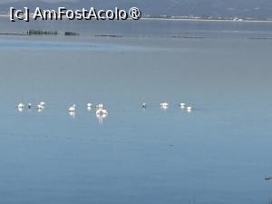 [P08] Flamingo roz , Narta Lagoon. Picioarele sunt in apa, dar sunt roz... » foto by raducondurache
 - 
<span class="allrVoted glyphicon glyphicon-heart hidden" id="av1496592"></span>
<a class="m-l-10 hidden" id="sv1496592" onclick="voting_Foto_DelVot(,1496592,29109)" role="button">șterge vot <span class="glyphicon glyphicon-remove"></span></a>
<a id="v91496592" class=" c-red"  onclick="voting_Foto_SetVot(1496592)" role="button"><span class="glyphicon glyphicon-heart-empty"></span> <b>LIKE</b> = Votează poza</a> <img class="hidden"  id="f1496592W9" src="/imagini/loader.gif" border="0" /><span class="AjErrMes hidden" id="e1496592ErM"></span>