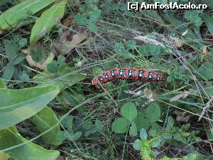 [P14]  :)  » foto by Testosu'
 - 
<span class="allrVoted glyphicon glyphicon-heart hidden" id="av637534"></span>
<a class="m-l-10 hidden" id="sv637534" onclick="voting_Foto_DelVot(,637534,29123)" role="button">șterge vot <span class="glyphicon glyphicon-remove"></span></a>
<a id="v9637534" class=" c-red"  onclick="voting_Foto_SetVot(637534)" role="button"><span class="glyphicon glyphicon-heart-empty"></span> <b>LIKE</b> = Votează poza</a> <img class="hidden"  id="f637534W9" src="/imagini/loader.gif" border="0" /><span class="AjErrMes hidden" id="e637534ErM"></span>