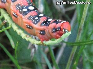 [P15] Jivina » foto by Testosu'
 - 
<span class="allrVoted glyphicon glyphicon-heart hidden" id="av637535"></span>
<a class="m-l-10 hidden" id="sv637535" onclick="voting_Foto_DelVot(,637535,29123)" role="button">șterge vot <span class="glyphicon glyphicon-remove"></span></a>
<a id="v9637535" class=" c-red"  onclick="voting_Foto_SetVot(637535)" role="button"><span class="glyphicon glyphicon-heart-empty"></span> <b>LIKE</b> = Votează poza</a> <img class="hidden"  id="f637535W9" src="/imagini/loader.gif" border="0" /><span class="AjErrMes hidden" id="e637535ErM"></span>