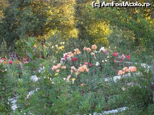 [P05] In curtea unei case din Turburea » foto by Testosu'
 - 
<span class="allrVoted glyphicon glyphicon-heart hidden" id="av637520"></span>
<a class="m-l-10 hidden" id="sv637520" onclick="voting_Foto_DelVot(,637520,29123)" role="button">șterge vot <span class="glyphicon glyphicon-remove"></span></a>
<a id="v9637520" class=" c-red"  onclick="voting_Foto_SetVot(637520)" role="button"><span class="glyphicon glyphicon-heart-empty"></span> <b>LIKE</b> = Votează poza</a> <img class="hidden"  id="f637520W9" src="/imagini/loader.gif" border="0" /><span class="AjErrMes hidden" id="e637520ErM"></span>