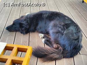 [P19] Cățelul Luc odihnindu-se la picioarele noastre » foto by crismis
 - 
<span class="allrVoted glyphicon glyphicon-heart hidden" id="av1500492"></span>
<a class="m-l-10 hidden" id="sv1500492" onclick="voting_Foto_DelVot(,1500492,29137)" role="button">șterge vot <span class="glyphicon glyphicon-remove"></span></a>
<a id="v91500492" class=" c-red"  onclick="voting_Foto_SetVot(1500492)" role="button"><span class="glyphicon glyphicon-heart-empty"></span> <b>LIKE</b> = Votează poza</a> <img class="hidden"  id="f1500492W9" src="/imagini/loader.gif" border="0" /><span class="AjErrMes hidden" id="e1500492ErM"></span>