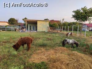 [P29] Laguna Vadu; animăluțe și, pe fundal, locuința angajaților » foto by crismis
 - 
<span class="allrVoted glyphicon glyphicon-heart hidden" id="av1500502"></span>
<a class="m-l-10 hidden" id="sv1500502" onclick="voting_Foto_DelVot(,1500502,29137)" role="button">șterge vot <span class="glyphicon glyphicon-remove"></span></a>
<a id="v91500502" class=" c-red"  onclick="voting_Foto_SetVot(1500502)" role="button"><span class="glyphicon glyphicon-heart-empty"></span> <b>LIKE</b> = Votează poza</a> <img class="hidden"  id="f1500502W9" src="/imagini/loader.gif" border="0" /><span class="AjErrMes hidden" id="e1500502ErM"></span>