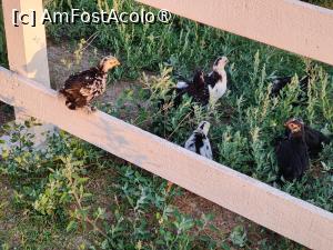 [P30] Laguna Vadu; găinușe pitice » foto by crismis
 - 
<span class="allrVoted glyphicon glyphicon-heart hidden" id="av1500503"></span>
<a class="m-l-10 hidden" id="sv1500503" onclick="voting_Foto_DelVot(,1500503,29137)" role="button">șterge vot <span class="glyphicon glyphicon-remove"></span></a>
<a id="v91500503" class=" c-red"  onclick="voting_Foto_SetVot(1500503)" role="button"><span class="glyphicon glyphicon-heart-empty"></span> <b>LIKE</b> = Votează poza</a> <img class="hidden"  id="f1500503W9" src="/imagini/loader.gif" border="0" /><span class="AjErrMes hidden" id="e1500503ErM"></span>