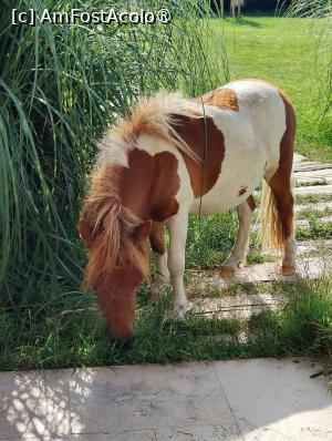 [P36] Laguna Vadu; un ponei » foto by crismis
 - 
<span class="allrVoted glyphicon glyphicon-heart hidden" id="av1500509"></span>
<a class="m-l-10 hidden" id="sv1500509" onclick="voting_Foto_DelVot(,1500509,29137)" role="button">șterge vot <span class="glyphicon glyphicon-remove"></span></a>
<a id="v91500509" class=" c-red"  onclick="voting_Foto_SetVot(1500509)" role="button"><span class="glyphicon glyphicon-heart-empty"></span> <b>LIKE</b> = Votează poza</a> <img class="hidden"  id="f1500509W9" src="/imagini/loader.gif" border="0" /><span class="AjErrMes hidden" id="e1500509ErM"></span>