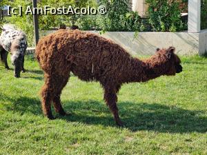 [P37] Laguna Vadu; o alpaca » foto by crismis
 - 
<span class="allrVoted glyphicon glyphicon-heart hidden" id="av1500510"></span>
<a class="m-l-10 hidden" id="sv1500510" onclick="voting_Foto_DelVot(,1500510,29137)" role="button">șterge vot <span class="glyphicon glyphicon-remove"></span></a>
<a id="v91500510" class=" c-red"  onclick="voting_Foto_SetVot(1500510)" role="button"><span class="glyphicon glyphicon-heart-empty"></span> <b>LIKE</b> = Votează poza</a> <img class="hidden"  id="f1500510W9" src="/imagini/loader.gif" border="0" /><span class="AjErrMes hidden" id="e1500510ErM"></span>