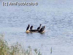 [P39] Cormorani pe o baltă din rezervație, în apropierea plajei » foto by crismis
 - 
<span class="allrVoted glyphicon glyphicon-heart hidden" id="av1500512"></span>
<a class="m-l-10 hidden" id="sv1500512" onclick="voting_Foto_DelVot(,1500512,29137)" role="button">șterge vot <span class="glyphicon glyphicon-remove"></span></a>
<a id="v91500512" class=" c-red"  onclick="voting_Foto_SetVot(1500512)" role="button"><span class="glyphicon glyphicon-heart-empty"></span> <b>LIKE</b> = Votează poza</a> <img class="hidden"  id="f1500512W9" src="/imagini/loader.gif" border="0" /><span class="AjErrMes hidden" id="e1500512ErM"></span>
