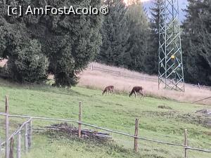 [P04] In apropierea cabanei, daca nu faceti prea mult zgomot, seara, vin cerbii si ciutele, dar si veveritele » foto by Miriam
 - 
<span class="allrVoted glyphicon glyphicon-heart hidden" id="av1500813"></span>
<a class="m-l-10 hidden" id="sv1500813" onclick="voting_Foto_DelVot(,1500813,29140)" role="button">șterge vot <span class="glyphicon glyphicon-remove"></span></a>
<a id="v91500813" class=" c-red"  onclick="voting_Foto_SetVot(1500813)" role="button"><span class="glyphicon glyphicon-heart-empty"></span> <b>LIKE</b> = Votează poza</a> <img class="hidden"  id="f1500813W9" src="/imagini/loader.gif" border="0" /><span class="AjErrMes hidden" id="e1500813ErM"></span>
