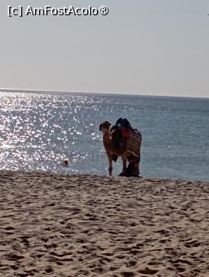 [P45] Dromader pe plaja » foto by Ella Elle
 - 
<span class="allrVoted glyphicon glyphicon-heart hidden" id="av1504088"></span>
<a class="m-l-10 hidden" id="sv1504088" onclick="voting_Foto_DelVot(,1504088,29162)" role="button">șterge vot <span class="glyphicon glyphicon-remove"></span></a>
<a id="v91504088" class=" c-red"  onclick="voting_Foto_SetVot(1504088)" role="button"><span class="glyphicon glyphicon-heart-empty"></span> <b>LIKE</b> = Votează poza</a> <img class="hidden"  id="f1504088W9" src="/imagini/loader.gif" border="0" /><span class="AjErrMes hidden" id="e1504088ErM"></span>