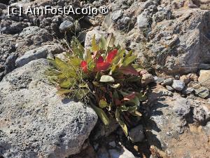 [P35] Vegetatie admirata in drumetia din zona » foto by DOINITA
 - 
<span class="allrVoted glyphicon glyphicon-heart hidden" id="av1509209"></span>
<a class="m-l-10 hidden" id="sv1509209" onclick="voting_Foto_DelVot(,1509209,29190)" role="button">șterge vot <span class="glyphicon glyphicon-remove"></span></a>
<a id="v91509209" class=" c-red"  onclick="voting_Foto_SetVot(1509209)" role="button"><span class="glyphicon glyphicon-heart-empty"></span> <b>LIKE</b> = Votează poza</a> <img class="hidden"  id="f1509209W9" src="/imagini/loader.gif" border="0" /><span class="AjErrMes hidden" id="e1509209ErM"></span>