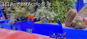 [P39] Bleu Majorelle la găleată » foto by irinad
 - 
<span class="allrVoted glyphicon glyphicon-heart hidden" id="av1510643"></span>
<a class="m-l-10 hidden" id="sv1510643" onclick="voting_Foto_DelVot(,1510643,29203)" role="button">șterge vot <span class="glyphicon glyphicon-remove"></span></a>
<a id="v91510643" class=" c-red"  onclick="voting_Foto_SetVot(1510643)" role="button"><span class="glyphicon glyphicon-heart-empty"></span> <b>LIKE</b> = Votează poza</a> <img class="hidden"  id="f1510643W9" src="/imagini/loader.gif" border="0" /><span class="AjErrMes hidden" id="e1510643ErM"></span>