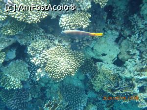 [P95] Rixos Radamis Tirana -  la snorkeling » foto by nicole33
 - 
<span class="allrVoted glyphicon glyphicon-heart hidden" id="av1510955"></span>
<a class="m-l-10 hidden" id="sv1510955" onclick="voting_Foto_DelVot(,1510955,29204)" role="button">șterge vot <span class="glyphicon glyphicon-remove"></span></a>
<a id="v91510955" class=" c-red"  onclick="voting_Foto_SetVot(1510955)" role="button"><span class="glyphicon glyphicon-heart-empty"></span> <b>LIKE</b> = Votează poza</a> <img class="hidden"  id="f1510955W9" src="/imagini/loader.gif" border="0" /><span class="AjErrMes hidden" id="e1510955ErM"></span>