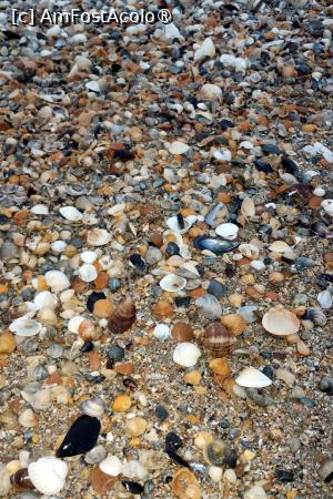 [P03] Scoicile de pe plajă » foto by Horia U.
 - 
<span class="allrVoted glyphicon glyphicon-heart hidden" id="av1525586"></span>
<a class="m-l-10 hidden" id="sv1525586" onclick="voting_Foto_DelVot(,1525586,29208)" role="button">șterge vot <span class="glyphicon glyphicon-remove"></span></a>
<a id="v91525586" class=" c-red"  onclick="voting_Foto_SetVot(1525586)" role="button"><span class="glyphicon glyphicon-heart-empty"></span> <b>LIKE</b> = Votează poza</a> <img class="hidden"  id="f1525586W9" src="/imagini/loader.gif" border="0" /><span class="AjErrMes hidden" id="e1525586ErM"></span>