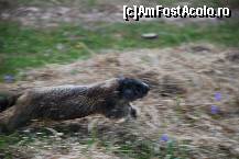 [P25] nu a vrut sa ma lase prea mult sa ma apropii » foto by mariana
 - 
<span class="allrVoted glyphicon glyphicon-heart hidden" id="av16955"></span>
<a class="m-l-10 hidden" id="sv16955" onclick="voting_Foto_DelVot(,16955,29209)" role="button">șterge vot <span class="glyphicon glyphicon-remove"></span></a>
<a id="v916955" class=" c-red"  onclick="voting_Foto_SetVot(16955)" role="button"><span class="glyphicon glyphicon-heart-empty"></span> <b>LIKE</b> = Votează poza</a> <img class="hidden"  id="f16955W9" src="/imagini/loader.gif" border="0" /><span class="AjErrMes hidden" id="e16955ErM"></span>