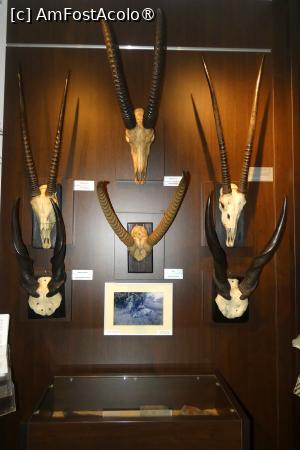 [P30] Ultima sală -exponate din Africa » foto by Claudiu U.
 - 
<span class="allrVoted glyphicon glyphicon-heart hidden" id="av1514669"></span>
<a class="m-l-10 hidden" id="sv1514669" onclick="voting_Foto_DelVot(,1514669,29226)" role="button">șterge vot <span class="glyphicon glyphicon-remove"></span></a>
<a id="v91514669" class=" c-red"  onclick="voting_Foto_SetVot(1514669)" role="button"><span class="glyphicon glyphicon-heart-empty"></span> <b>LIKE</b> = Votează poza</a> <img class="hidden"  id="f1514669W9" src="/imagini/loader.gif" border="0" /><span class="AjErrMes hidden" id="e1514669ErM"></span>