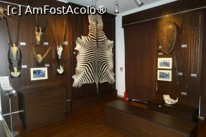 [P32] Ultima sală -exponate din Africa » foto by Claudiu U.
 - 
<span class="allrVoted glyphicon glyphicon-heart hidden" id="av1514671"></span>
<a class="m-l-10 hidden" id="sv1514671" onclick="voting_Foto_DelVot(,1514671,29226)" role="button">șterge vot <span class="glyphicon glyphicon-remove"></span></a>
<a id="v91514671" class=" c-red"  onclick="voting_Foto_SetVot(1514671)" role="button"><span class="glyphicon glyphicon-heart-empty"></span> <b>LIKE</b> = Votează poza</a> <img class="hidden"  id="f1514671W9" src="/imagini/loader.gif" border="0" /><span class="AjErrMes hidden" id="e1514671ErM"></span>